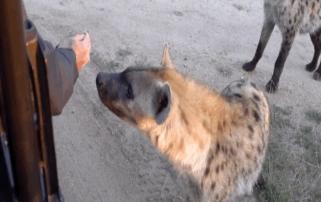 Video: Linh cẩu hoang tò mò mon men hỏi thăm du khách