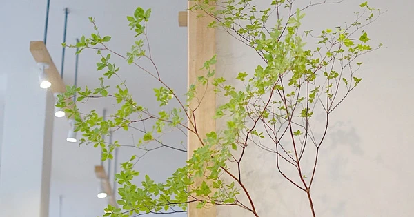 Cây thạch nam mà dân tình đua nhau mua về trang trí nhà là cây gì?