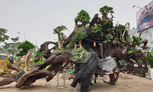 Độc đáo mai vàng khoe sắc trên thân cây chết giá gần tỷ đồng