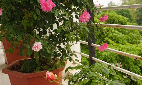 Ban công nhỏ xinh thơm ngát hoa hồng của của ông bố đảm Yên Bái