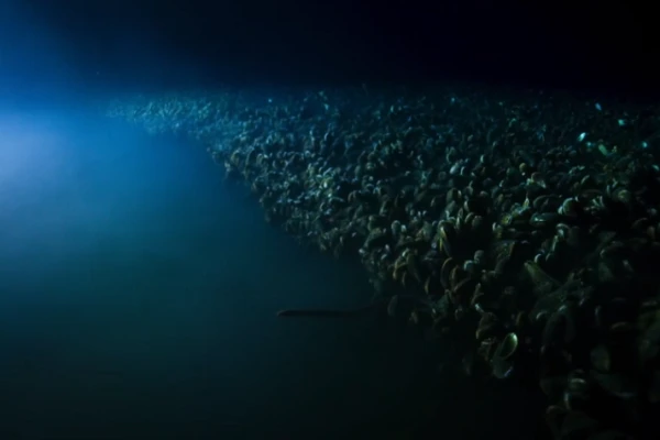 Video: Lươn cắt cổ thoát hiểm dưới bể nước muối cực độc