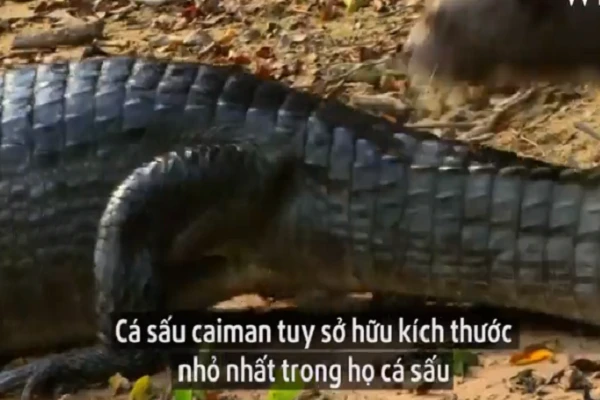 Video: hung thần Amazon chết thảm bởi gia đình rái cá