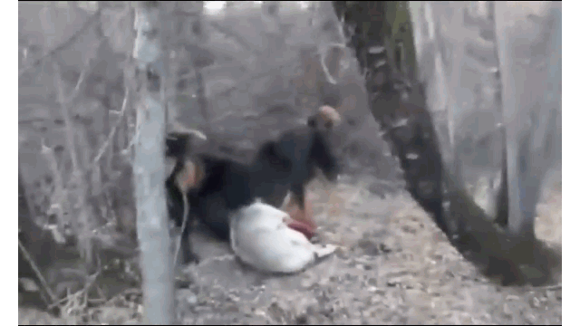 Video: Tử chiến chó ngao Tây Tạng, chó sói nhận cái kết thảm khốc