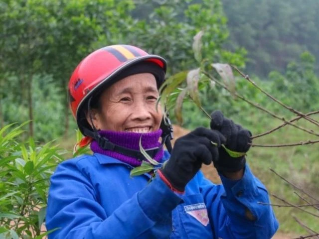 Tuốt lá đếm tiền - Nghề lạ người Việt chỉ làm gần Tết