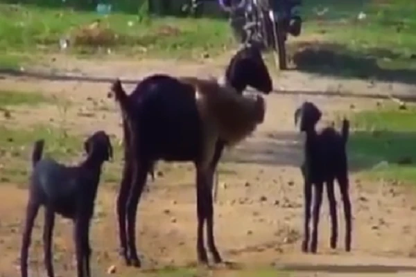 Video: chú khỉ tinh nghịch trêu tức mẹ con nhà dê cực hài hước