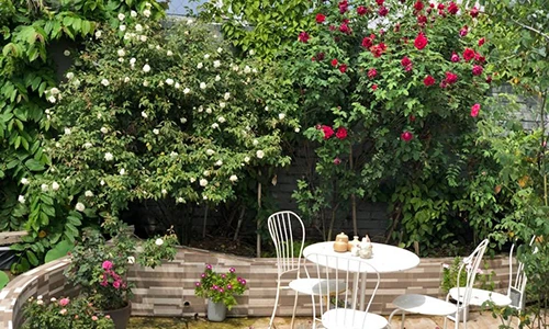 Xiêu lòng trước sân thượng rực rỡ hoa hồng của bà mẹ ở Hà Nội