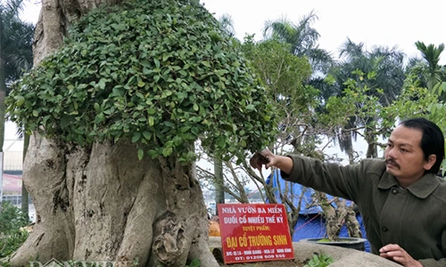 Duối kiểng "Đại cổ trường sinh" được rao bán 3 tỷ có gì đặc biệt?