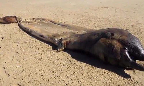 Video: Xác quái vật khổng lồ bí ẩn trôi dạt vào bờ biển châu Phi