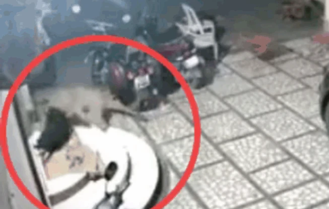 Video: Báo đốm đột nhập vào nhà dân tấn công chó nhà và cái kết