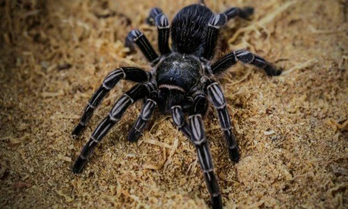 Video: Hoảng hồn khi thấy nhện kịch độc khổng lồ bò vào nhà