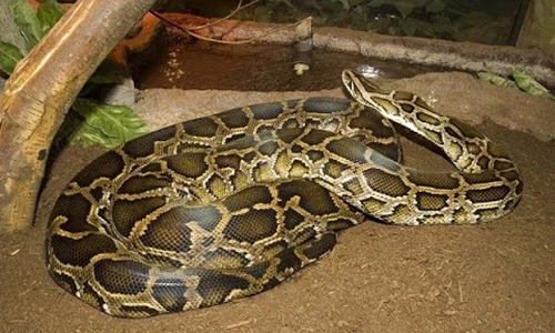Video: 5 loài trăn khổng lồ “đáng sợ” trên trái đất