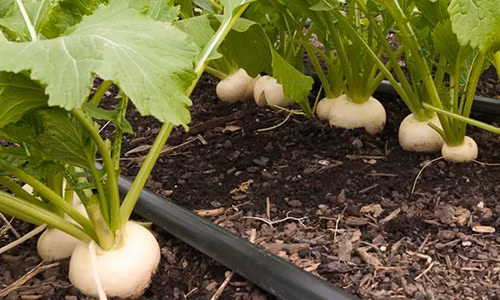 5 loại rau củ vừa là thức ăn vừa là thảo dược nên trồng trong vườn