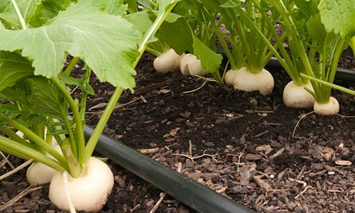 5 loại rau củ vừa là thức ăn vừa là thảo dược nên trồng trong vườn