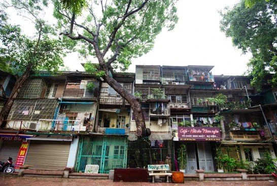 Kỳ lạ kiến trúc cây mọc xuyên nhà tại khu tập thể cũ ở Hà Nội