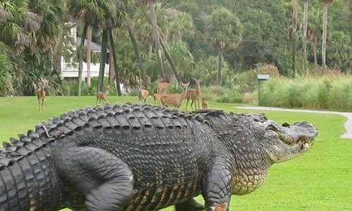 Video: Kinh hãi cá sấu khổng lồ đột nhập nhà dân