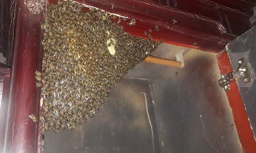 Đàn ong mật nghìn con vào tủ quần áo làm tổ tự nhiên như nhà mình