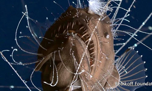 Video quay cảnh quái vật biểu sâu kỳ dị chưa từng thấy