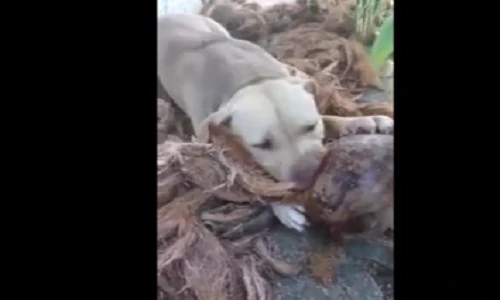 Video: Thú vị khi xem chó bóc vỏ dừa