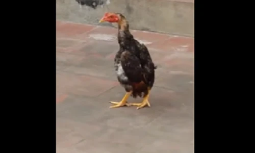 Video: Cười nghiêng ngả xem gà đi catwalk
