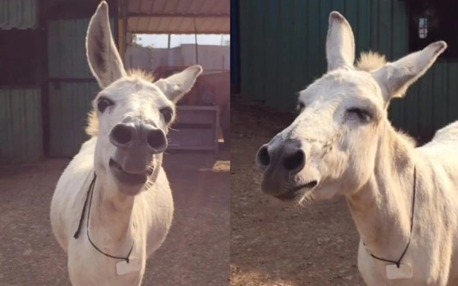 Video: 'Cô lừa biết hát' ở Ấn Độ bất ngờ nổi tiếng trên mạng