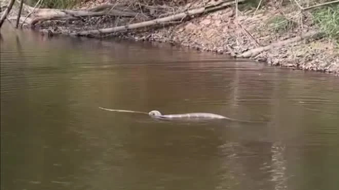 Video: Hổ mang chúa tung tuyệt chiêu tử thần kết liễu con mồi cứng đầu