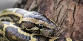 Video: Phố đèn đỏ Thái Lan náo loạn vì trăn "khủng"