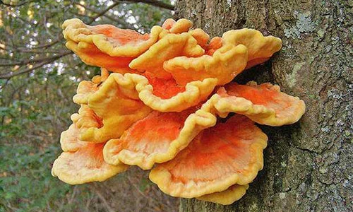 Nổi “da gà” với những loài nấm kỳ lạ nhất hành tinh