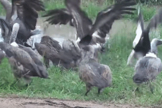 Video: Cái kết đắng dành cho kẻ dám "làm phiền" bữa ăn của "chúa sơn lâm"