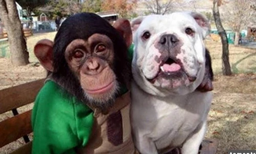 Video: Khi chó và khỉ bị xích gần nhau sẽ xảy ra chuyện này?