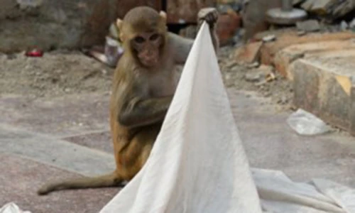 Video: Bị khỉ bắt cóc khi đang ngủ với mẹ, bé sơ sinh chết dưới giếng