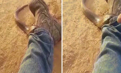 Video: Sợ đơ cứng người khi phát hiện rắn cực độc chui vào ống quần