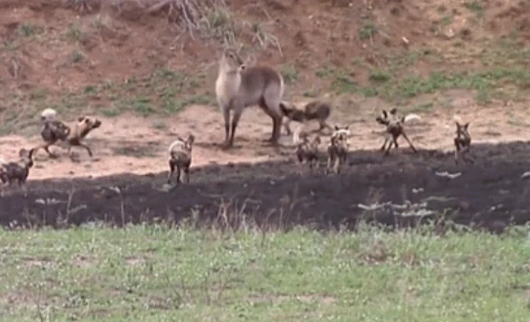 Video: Linh dương ngoan ngoãn nằm im để đàn chó xé xác