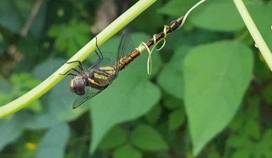 Video: Chuồn chuồn bị xúc tu dây leo khổ qua cuốn chặt vào đuôi