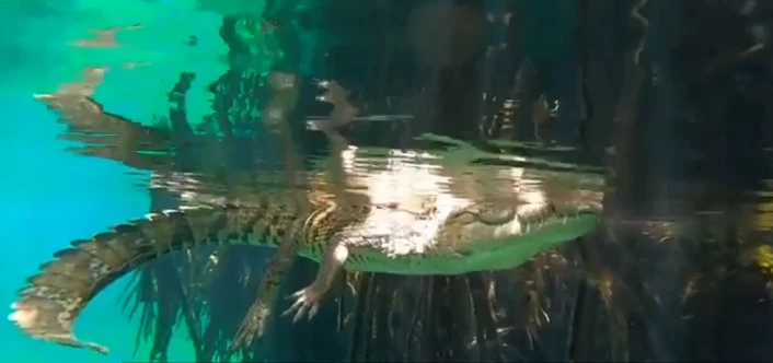 Video: Rợn người với trải nghiệm bơi cùng cá sấu ở Mexico