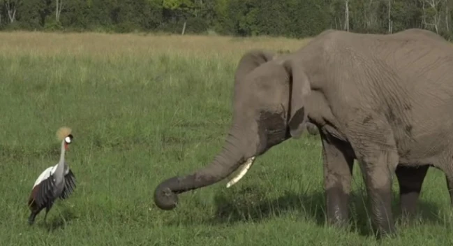 Video: Con sếu liều mạng đánh đuổi bầy voi khổng lồ để bảo vệ tổ