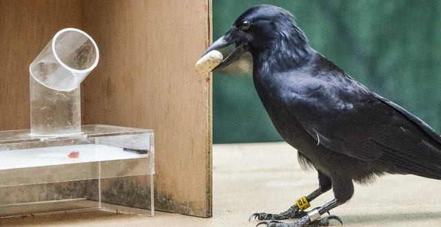 Video: 36 sự thật ít ai ngờ về thế giới động vật