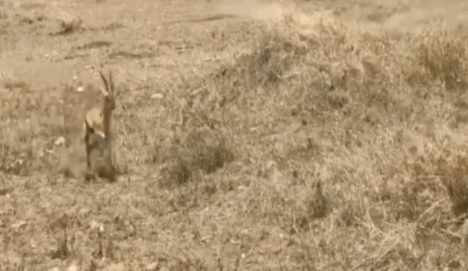 Video: Sai lầm khiến linh dương bỏ mạng khi đối mặt chúa sơn lâm