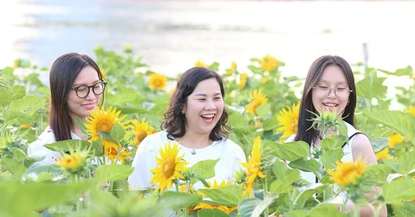 Cánh đồng hoa hướng dương bên sông Sài Gòn đông nghịt người ngày cuối năm