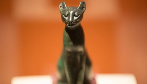 Bò và những loài vật linh thiêng trên thế giới