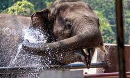 Video: Hãi hùng voi quăng quật, húc chủ tới chết ở Ấn Độ