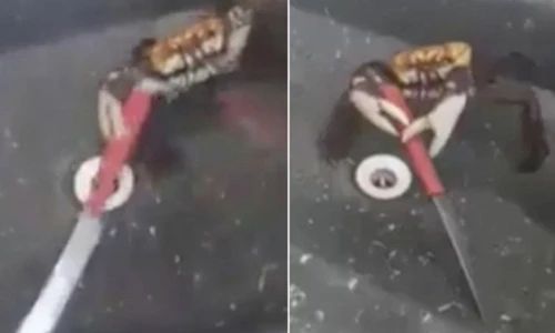 Video lạ: Cua biển thoát thân, cầm dao “lùa” đầu bếp