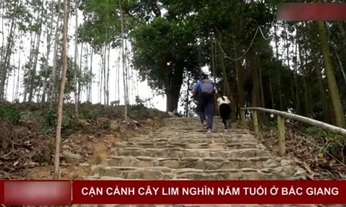 Video: "Đại thần mộc" nghìn năm tuổi ở Bắc Giang, không ai dám chặt
