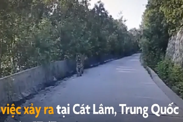 Video: Hổ nằm giữa đường khiến tài xế taxi không dám di chuyển