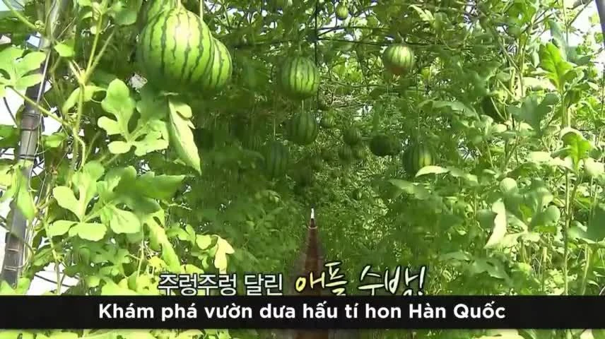 Video: Độc đáo vườn treo dưa hấu tí hon ở Hàn Quốc