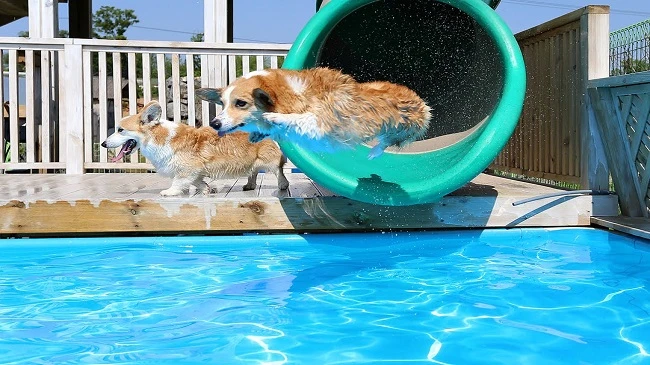 Video: Công ty TQ chơi trội, bao trọn bể bơi 1.000m2 cho chó giảm mỡ