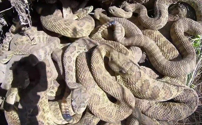 Video: Rùng mình thâm nhập ổ rắn chuông cực độc
