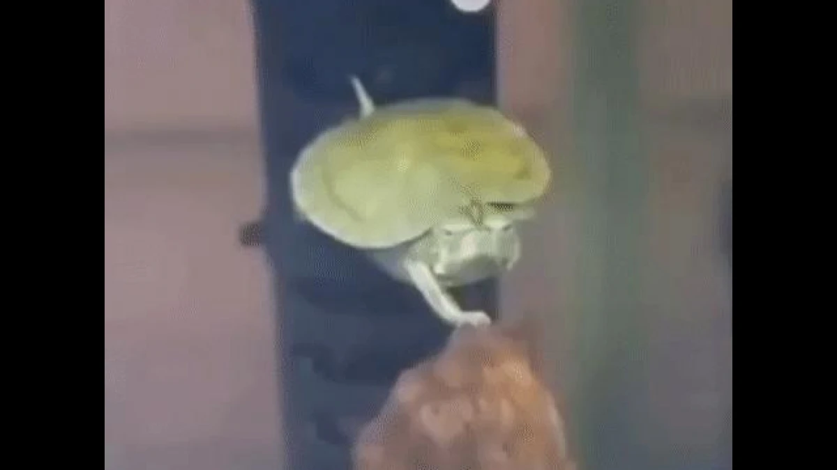 Video: Giật mình khi động vật đang muốn xâm chiếm trái đất