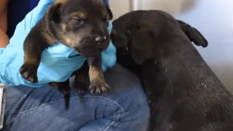 Chó mẹ gọi người đến giải cứu đàn con mới sinh