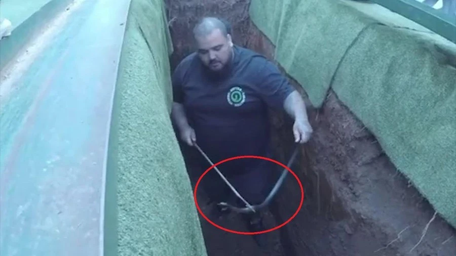 Video: Đám tang bị gián đoạn vì rắn độc lẻn vào mộ