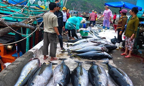 Làng câu cá ngừ đại dương kiếm 1.000 tỷ mỗi năm ở miền Trung